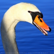 Photo de Cygne