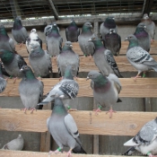 Photo de Pigeon