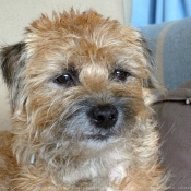 Photo de Border terrier