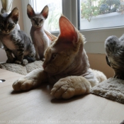 Photo de Devon rex