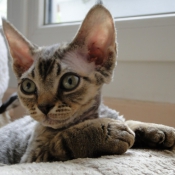 Photo de Devon rex