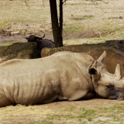 Photo de Rhinocros