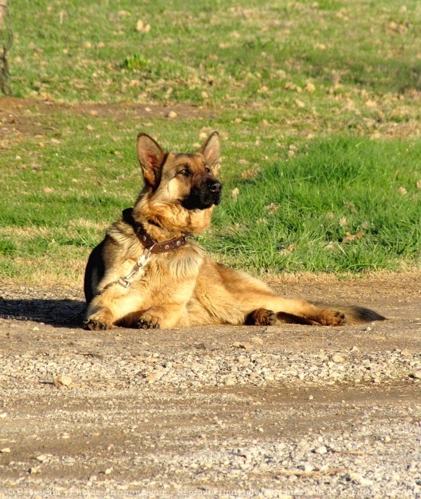 Photo de Berger allemand  poil court