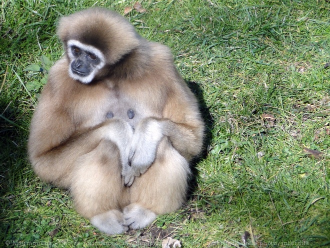 Photo de Singe - gibbon