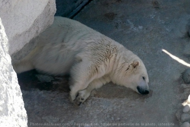 Photo d'Ours