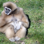 Photo de Singe - gibbon