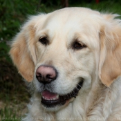 Photo de Golden retriever