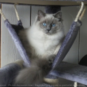 Photo de Ragdoll