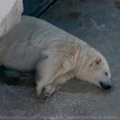 Photo d'Ours