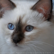 Photo de Sacr de birmanie