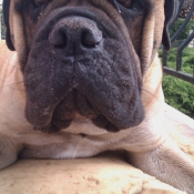 Photo de Bullmastiff