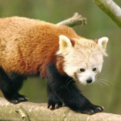 Photo de Panda roux