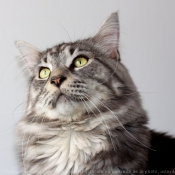 Photo de Maine coon