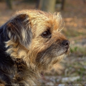 Photo de Border terrier