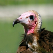 Photo de Vautour charognard