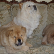 Photo de Chow chow