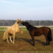 Photo de Races diffrentes