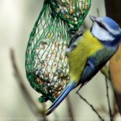 Photo de Msange bleue