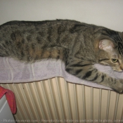 Photo de Chat domestique