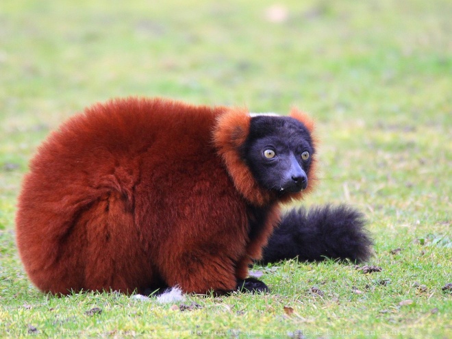 Photo de Lmurien - maki vari roux