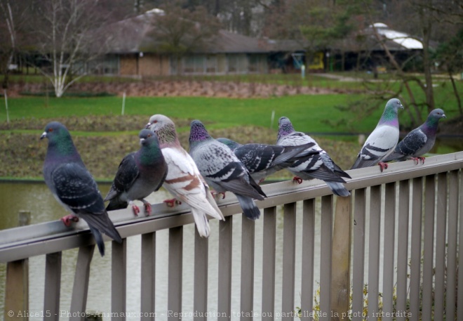 Photo de Pigeon