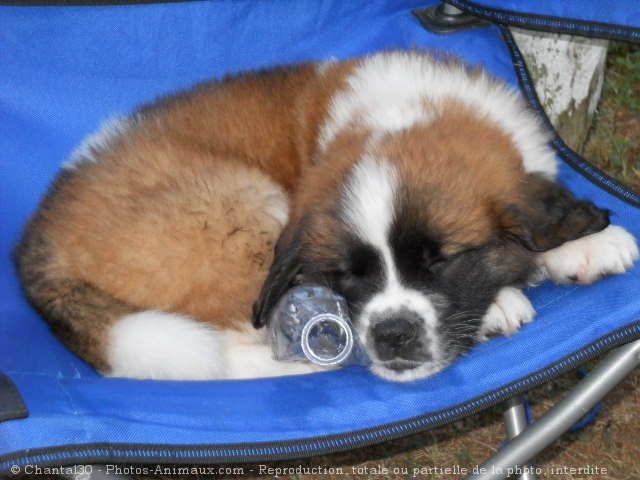 Photo de Saint-bernard poil long