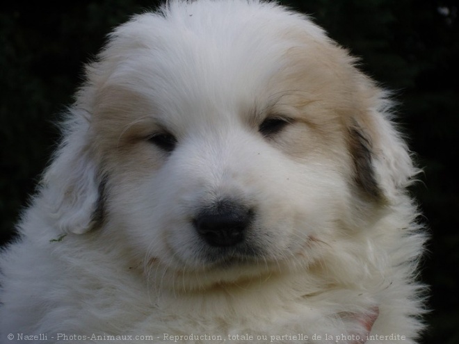 Photo de Chien de montagne des pyrnes