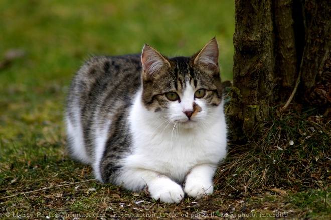 Photo de Chat domestique