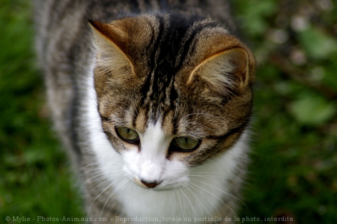 Photo de Chat domestique