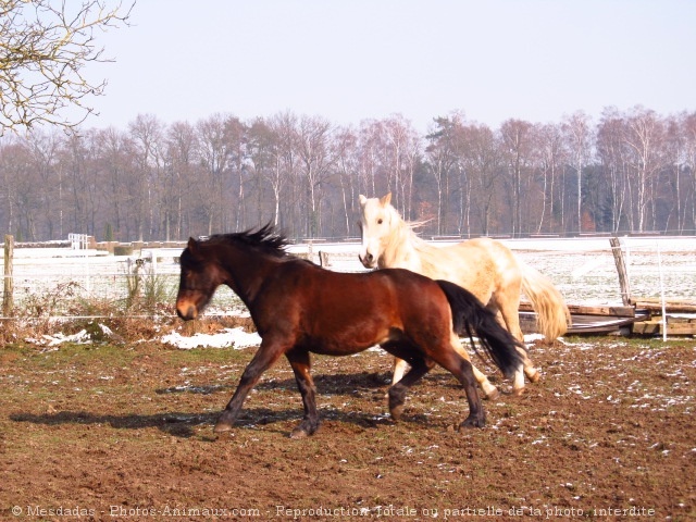 Photo de Races diffrentes