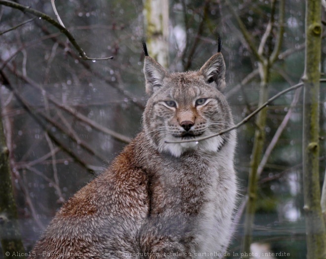 Photo de Lynx