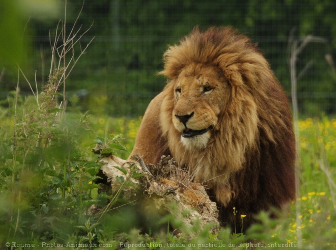 Photo de Lion