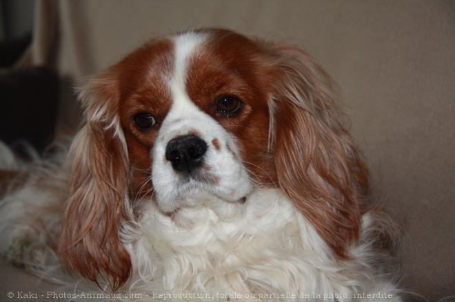 Photo de Cavalier king charles spaniel