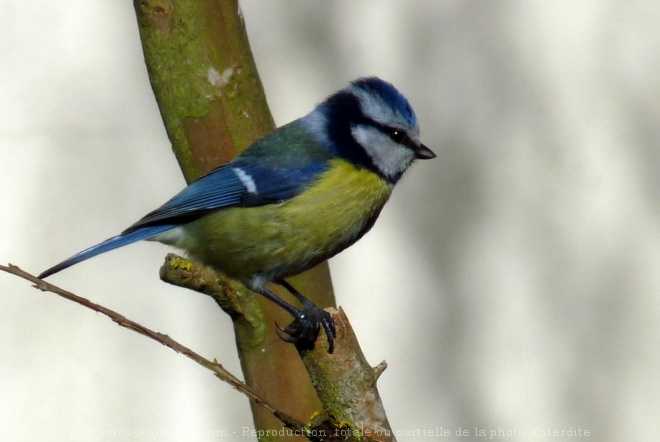 Photo de Msange bleue