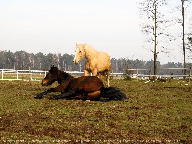 Photo de Races diffrentes