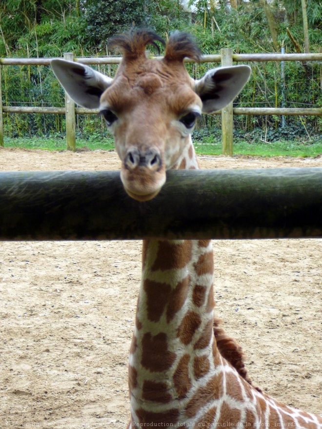 Photo de Girafe