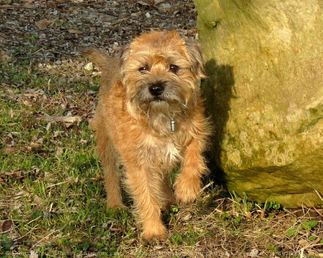 Photo de Border terrier