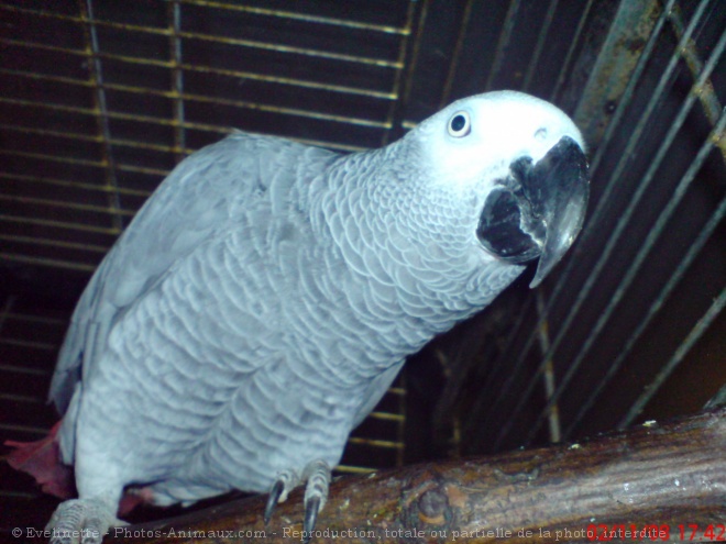 Photo de Perroquet - gris du gabon