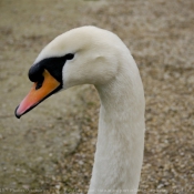 Photo de Cygne