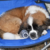 Photo de Saint-bernard poil long