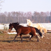 Photo de Races diffrentes