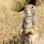 Photo de Chien de prairie