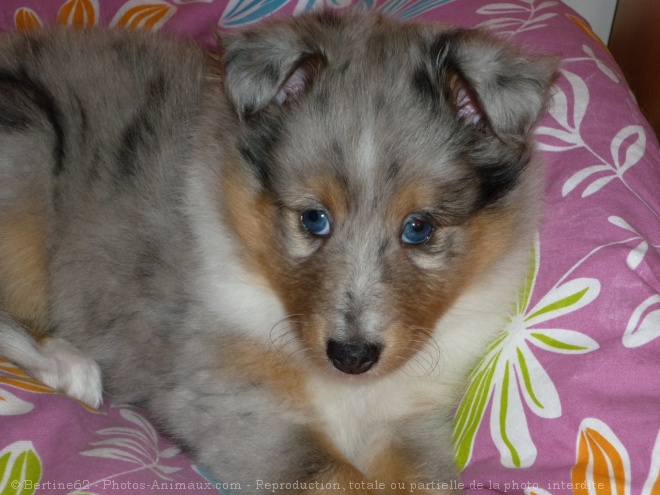 Photo de Chien de berger des shetland