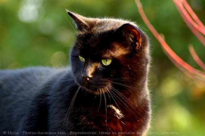 Photo de Chat domestique