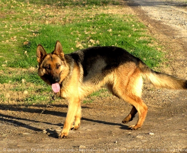 Photo de Berger allemand  poil court