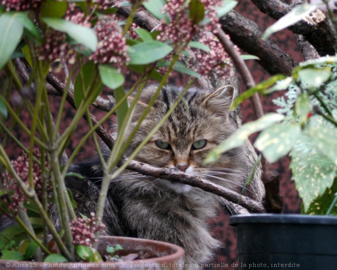 Photo de Chat domestique