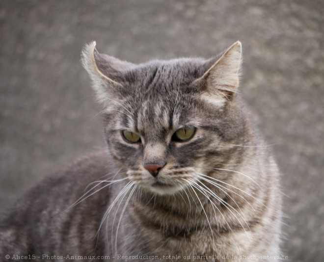 Photo de Chat domestique