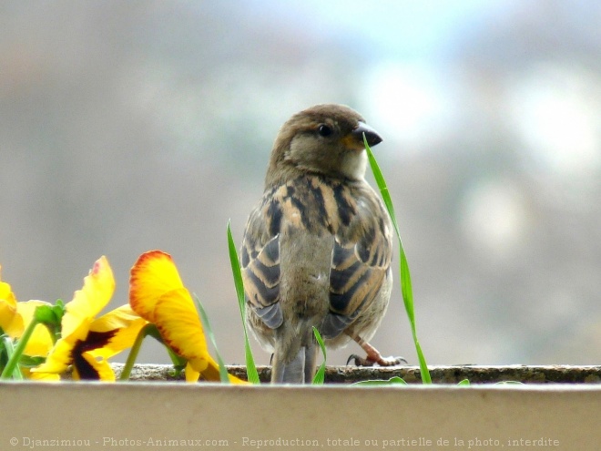 Photo de Moineau