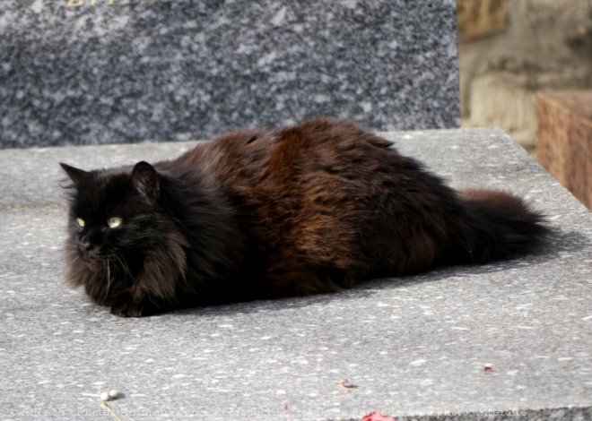 Photo de Chat domestique