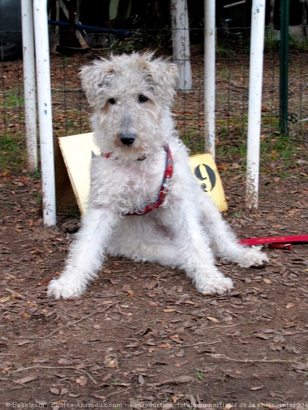 Photo de Fox terrier  poil dur